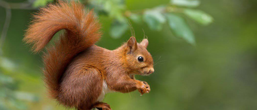 نام: Squirrel-header.jpg نمایش: 1235 اندازه: 46.9 کیلو بایت