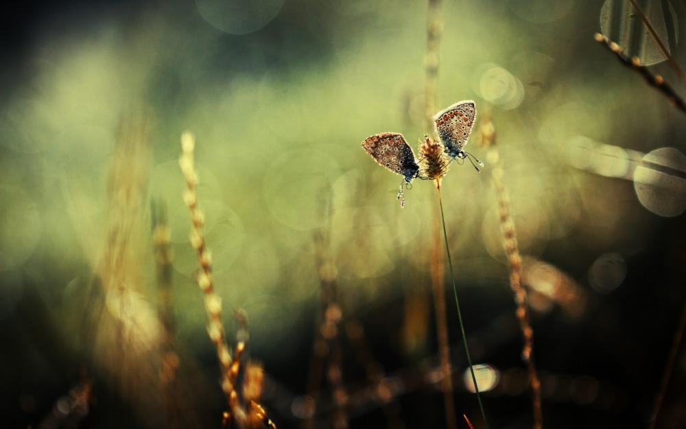 نام: two-butterflies-field-nature-hd-wallpaper.jpg نمایش: 56 اندازه: 45.8 کیلو بایت