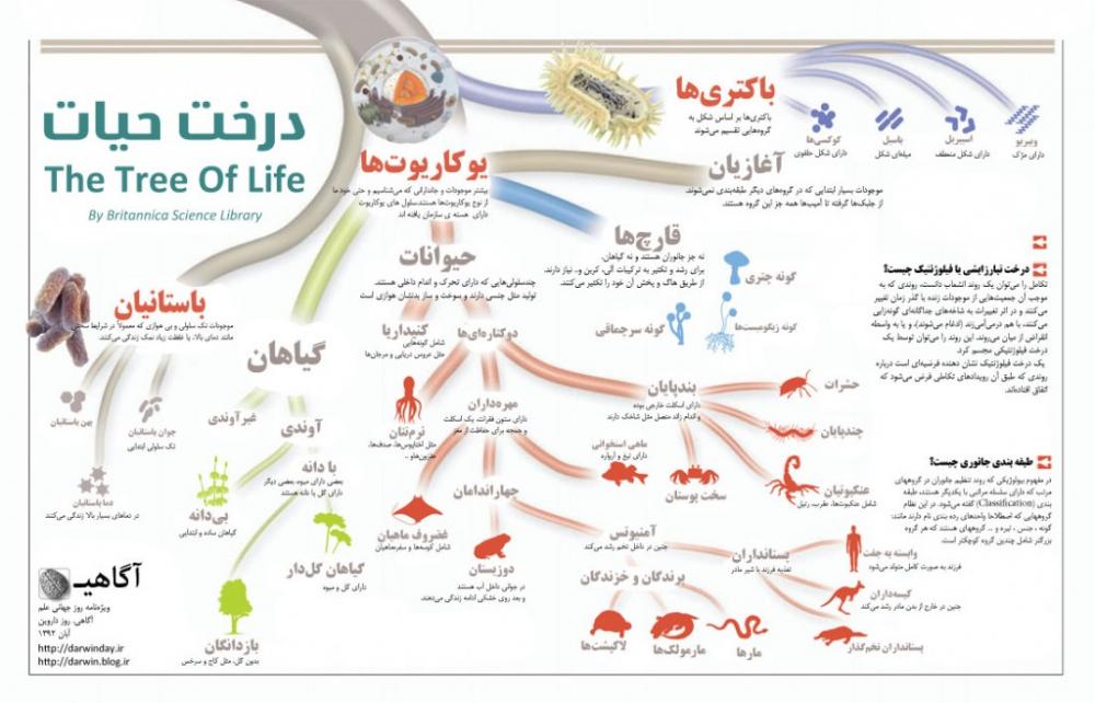 نام: tree_of_life_britanica-1024x657.jpg نمایش: 85 اندازه: 80.1 کیلو بایت