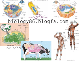 نام: biology86.gif نمایش: 841 اندازه: 30.5 کیلو بایت