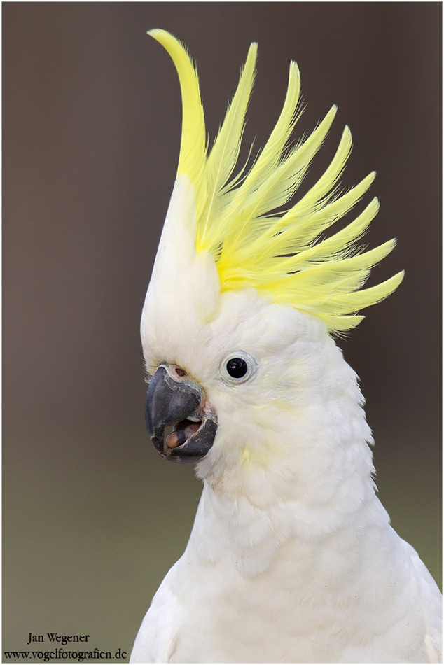 نام: 557800_Sulphur-crested_****atoo_0002.jpg نمایش: 45 اندازه: 251.8 کیلو بایت