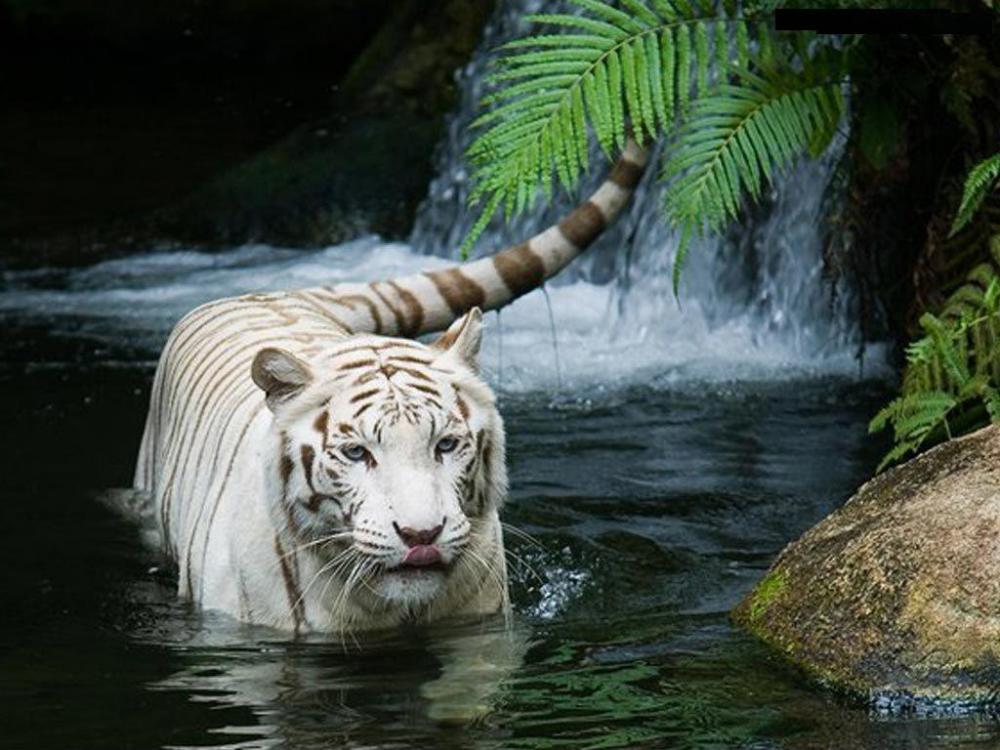نام: Felines-national-geographic-6909274-1024-768.jpg نمایش: 107 اندازه: 100.1 کیلو بایت