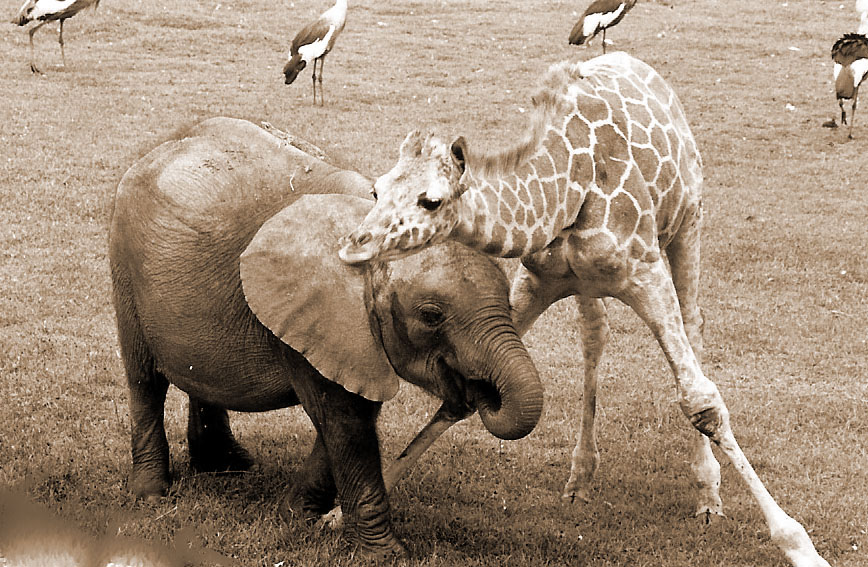 نام: elephant-mary-giraffe-william-3.jpg نمایش: 41 اندازه: 192.9 کیلو بایت