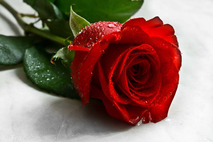 نام: Flower_Persian-Star.org_26.jpg نمایش: 31 اندازه: 47.0 کیلو بایت