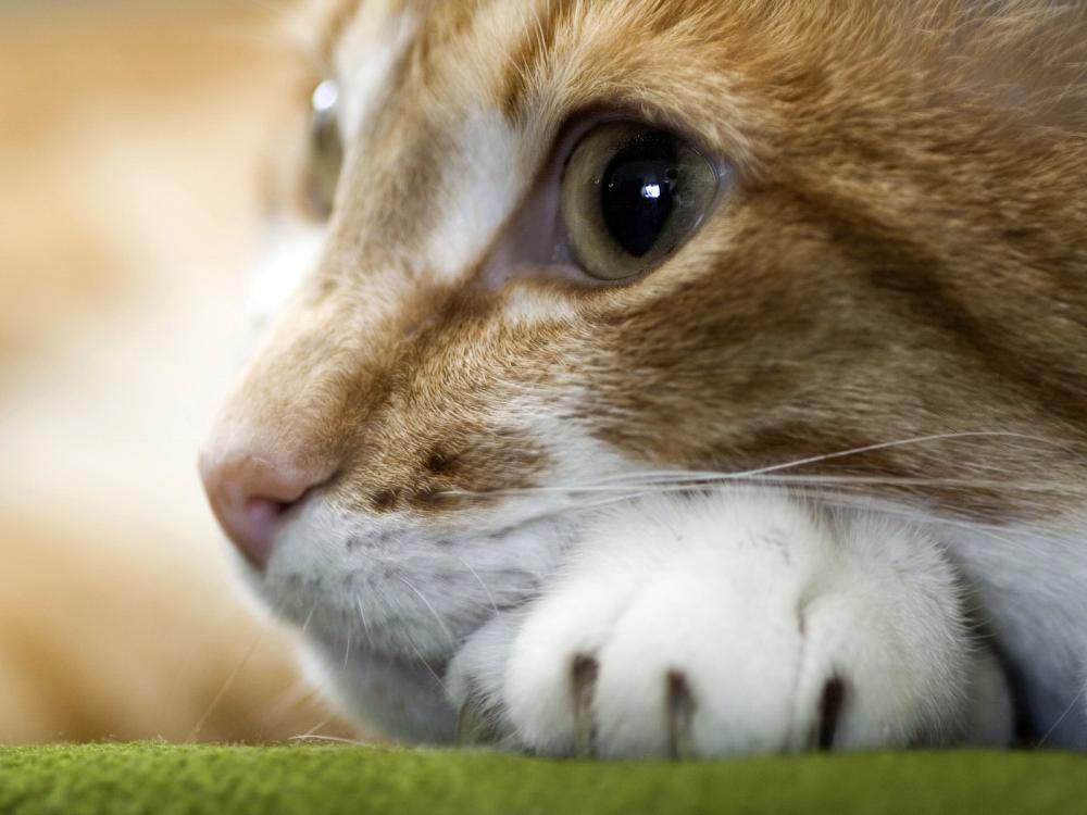 نام: Cats-wallpaper-08.jpg نمایش: 66 اندازه: 71.9 کیلو بایت