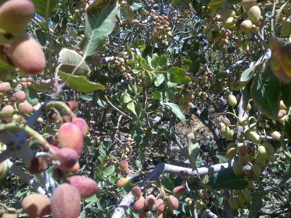 نام: 14012009152.jpg نمایش: 345 اندازه: 189.7 کیلو بایت