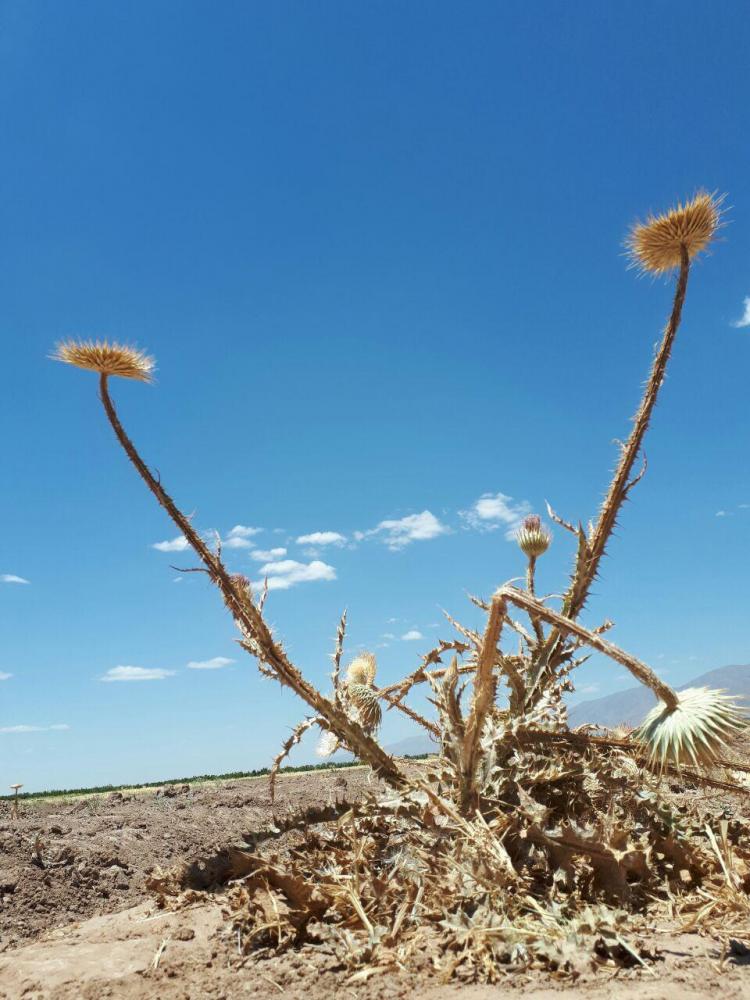 نام: photo_۲۰۱۷-۰۷-۰۴_۱۴-۱۱-۲۴.jpg نمایش: 170 اندازه: 95.7 کیلو بایت