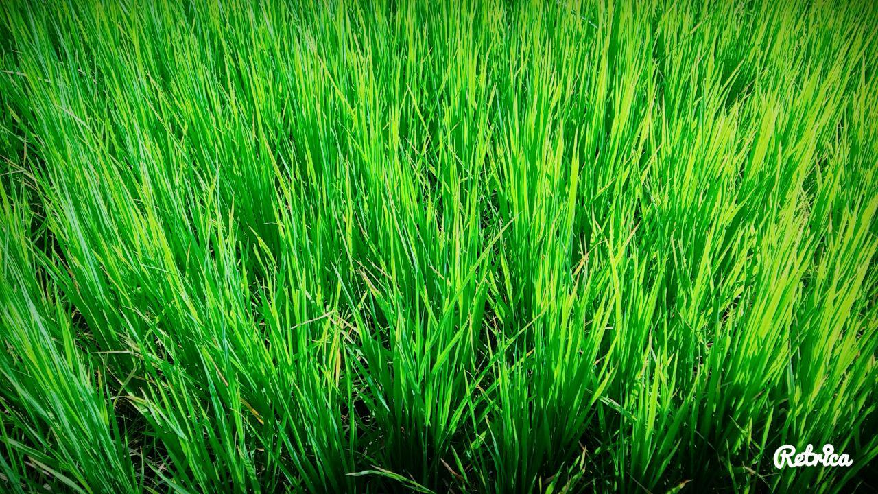 نام: photo_۲۰۱۷-۰۹-۱۱_۱۱-۰۱-۲۳.jpg نمایش: 156 اندازه: 299.4 کیلو بایت