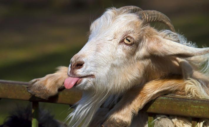 نام: 16803-goofy-goat-1920x1200-animal-wallpaper-710x434.jpg نمایش: 116 اندازه: 62.7 کیلو بایت