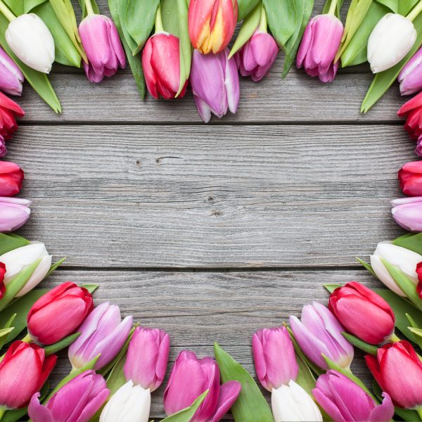 نام: LOVE-HEART-OF-TULIPS-1-600x600.jpg نمایش: 75 اندازه: 93.3 کیلو بایت