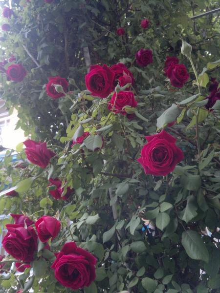 نام: 2012-02-19-002.jpg نمایش: 68 اندازه: 51.3 کیلو بایت